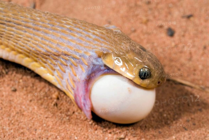 African Egg-eater Snake