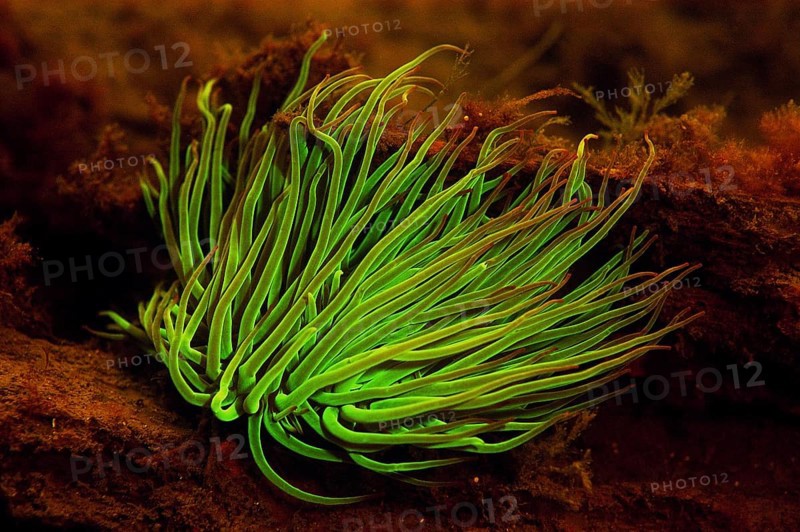 Opelet anemone