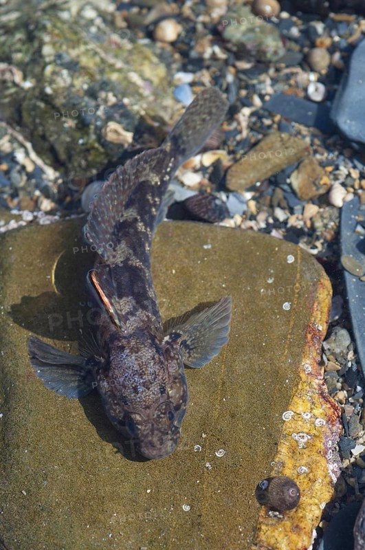 Rock Goby