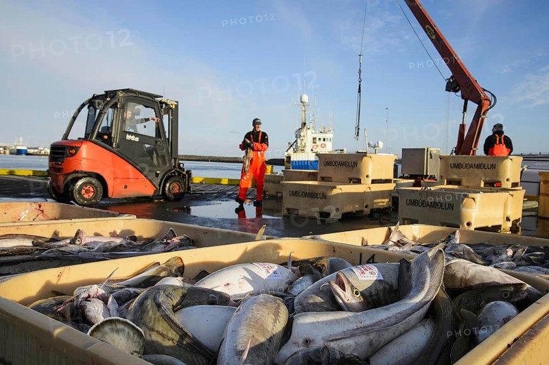 Commercial fishing