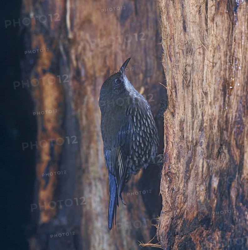White Throated Treecreeper