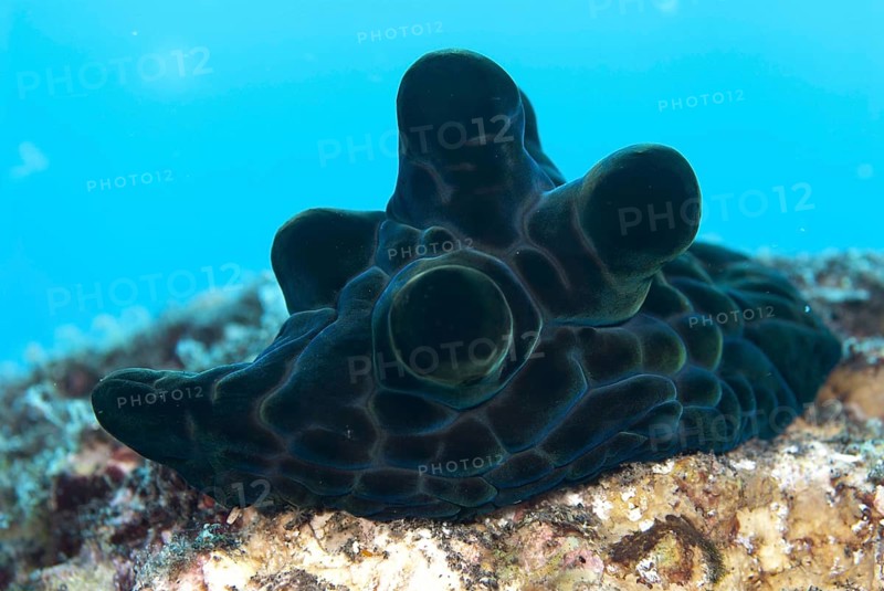Turtleback