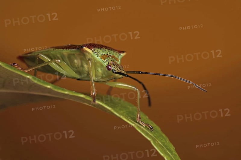 Hawthorn Shieldbug