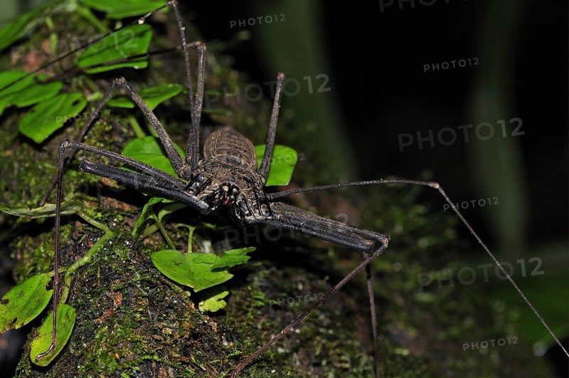Flagellate spider