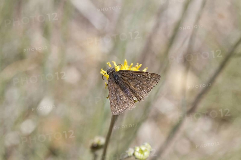 Skipper butterfly