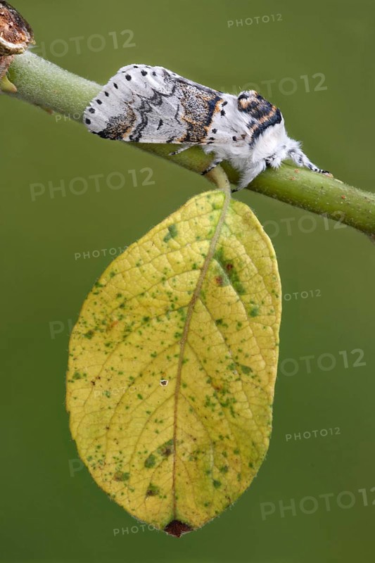 Adult sallow kitten moth