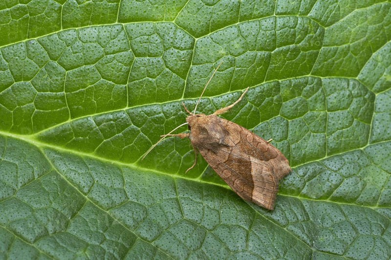 Riparian Mark Owl