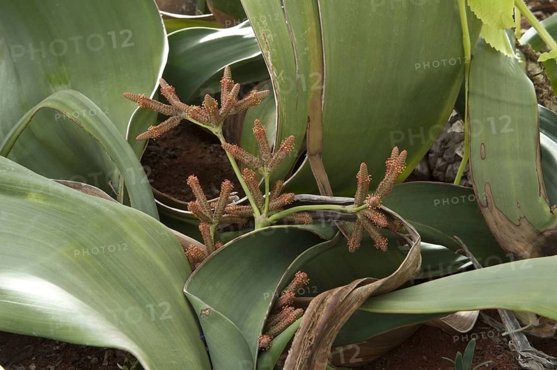 Welwitschia