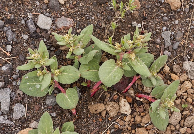 Davis' Knotweed
