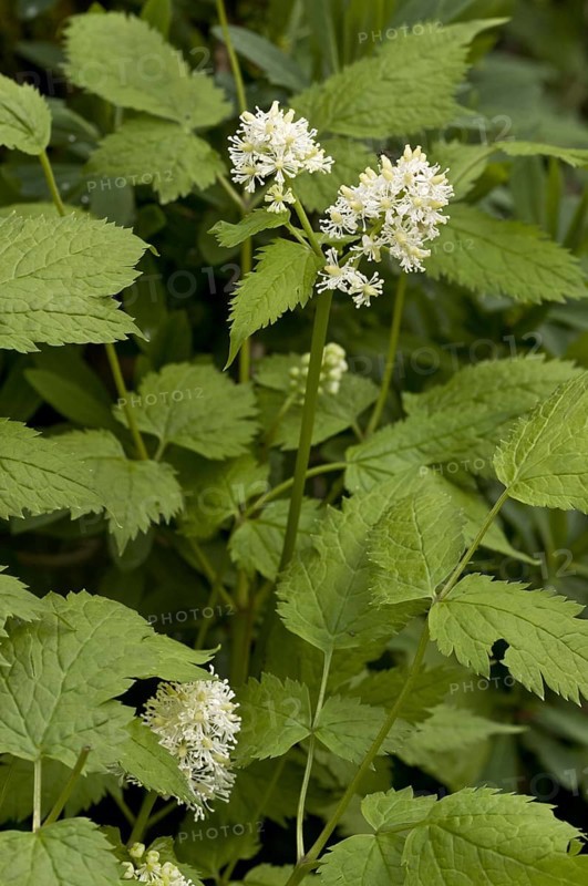 Eurasian Baneberry