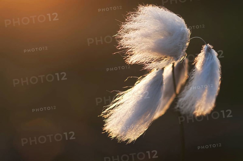 Common common cottongrass