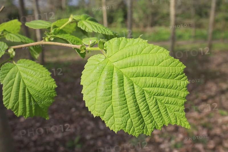 Common common hazel