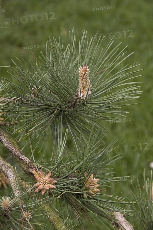 Buds and leaf of Austrian pine