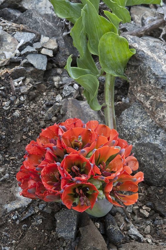 Lion's claw