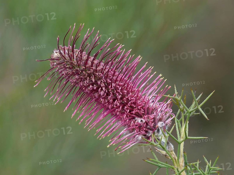 Bottlebrush Grevillea