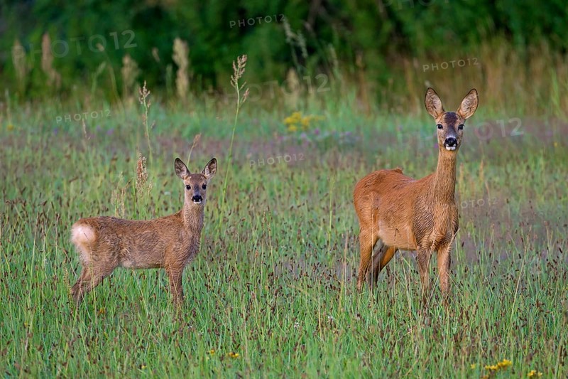 European roe deer