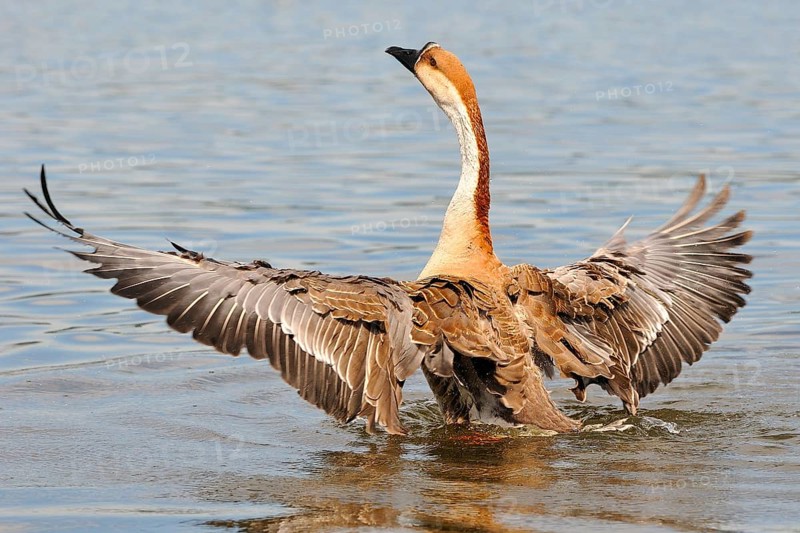 Swan Goose