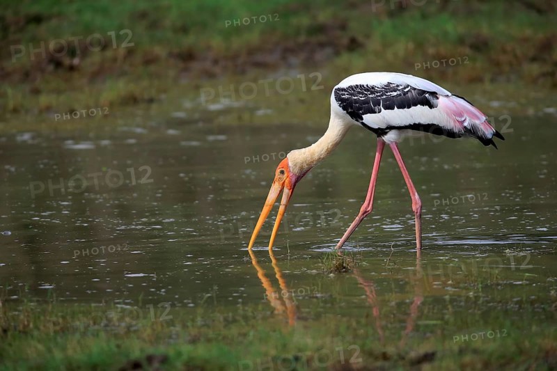 Painted stork