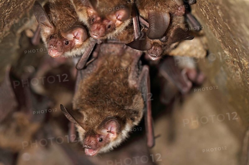 Bechstein's bat
