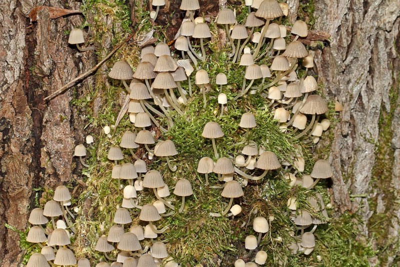 Fairy Ink Cap