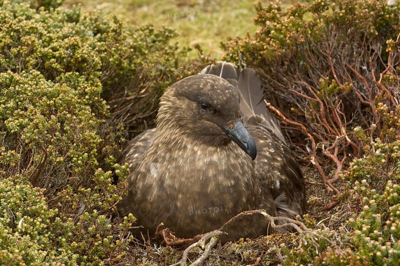 Stercorarius antarctica