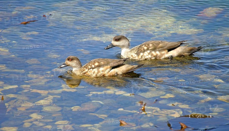 Patagonian crested duck