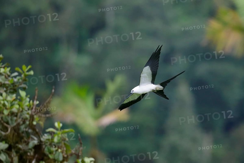 Swallow-tailed Kite