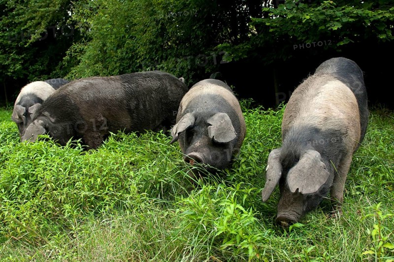 Domestic pig