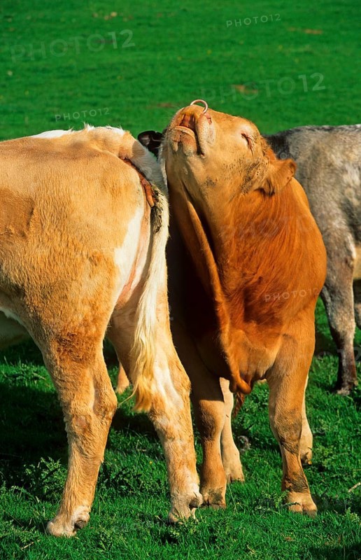 Domestic cattle