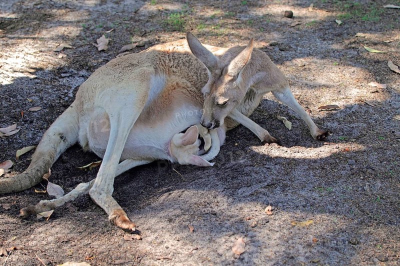 Red kangaroo