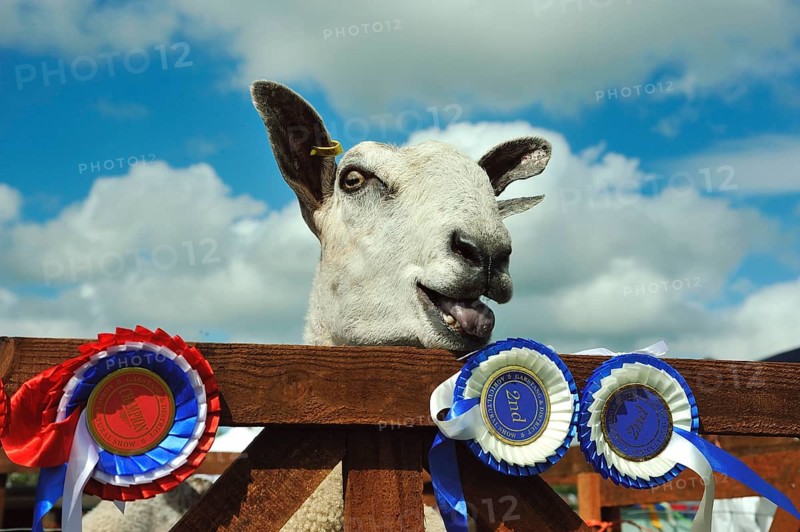 Domestic Sheep