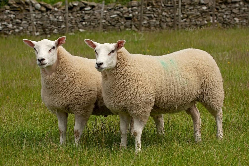 Domestic Sheep