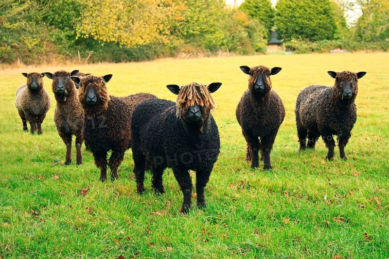 Domestic Sheep