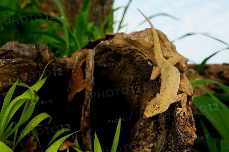 Flat-headed House Gecko