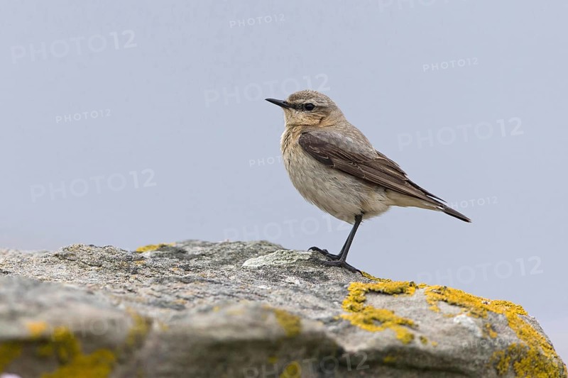 Northern wheatear