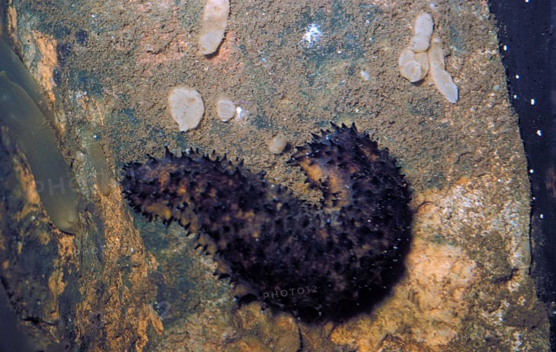 Sea cucumber cottonmouth