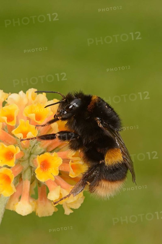 Buff-tailed Bumblebee