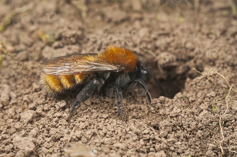 Andrena armata