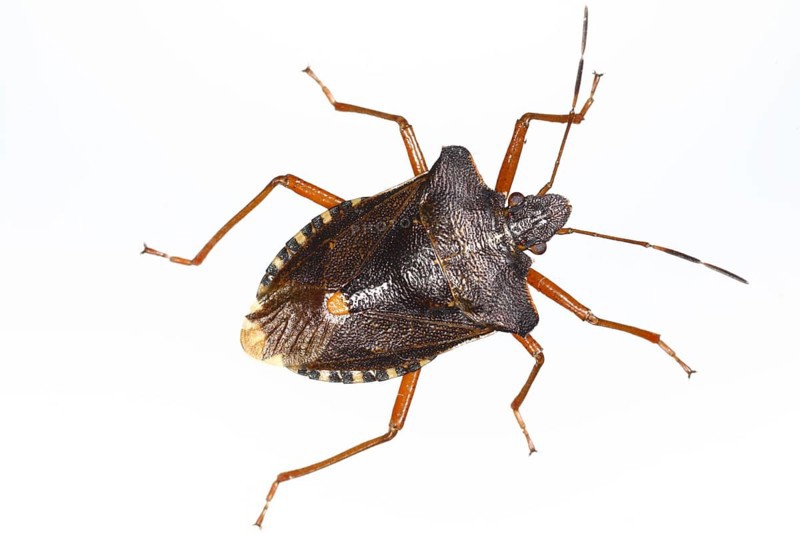 Red-legged tree bug