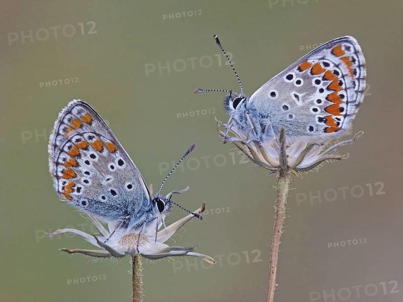 Brown Argus