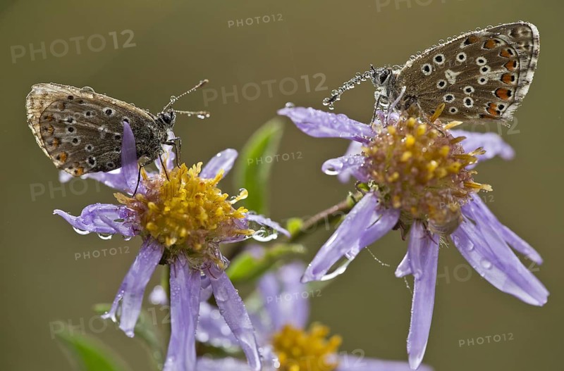 Common Blue
