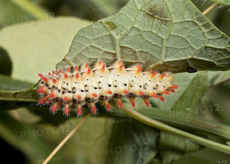 Southern Festoon