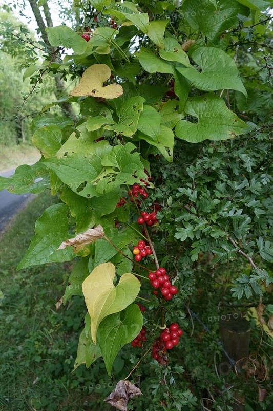 Ripe red fruit of black bryony