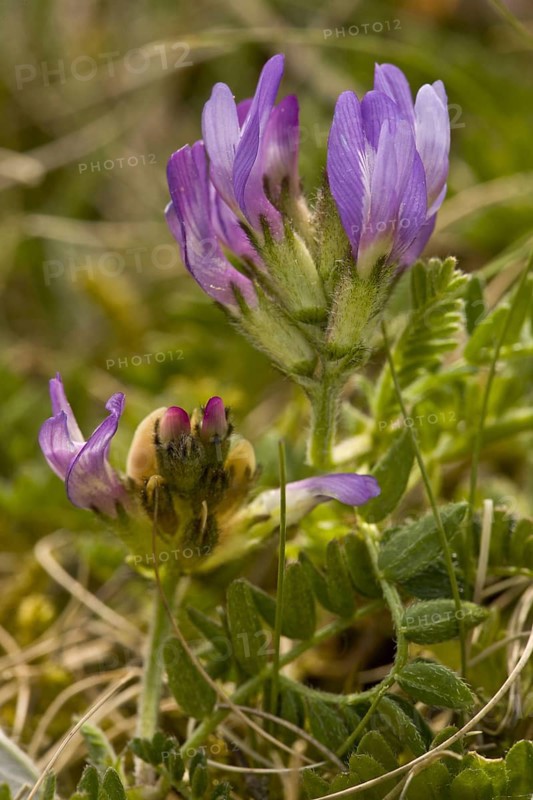 Purple milk-vetch
