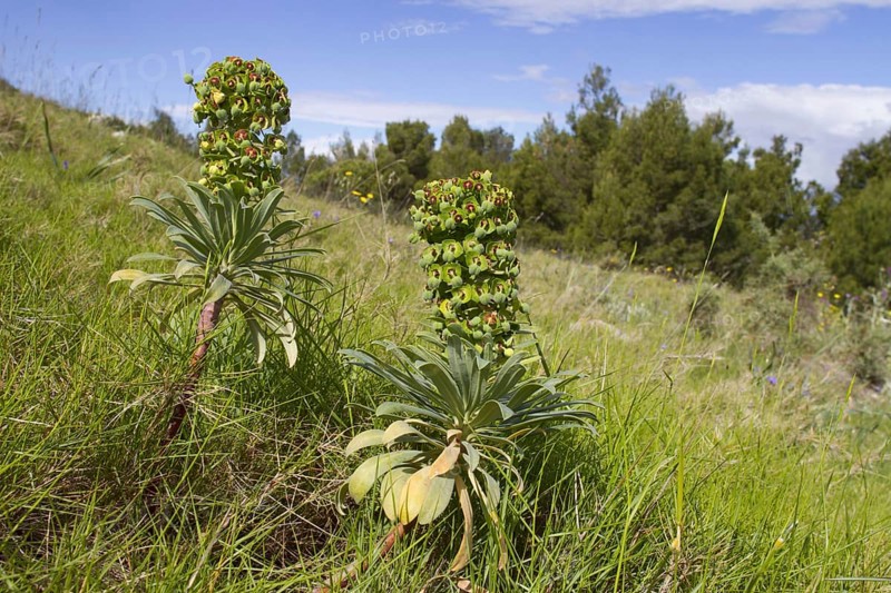 Flowering Great mediterranean spurge