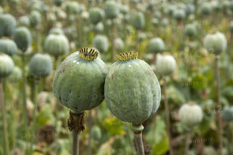 Opium poppy