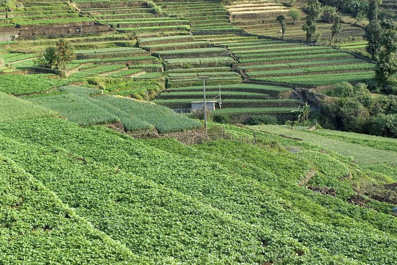 Terrace cultivation