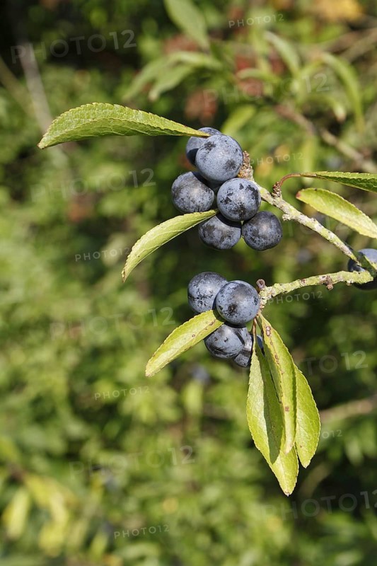 Blackthorn
