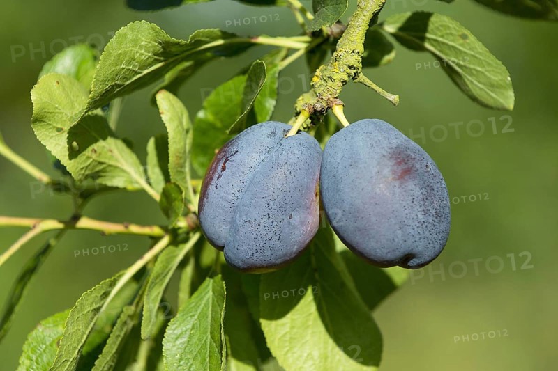 Prunus x domestica