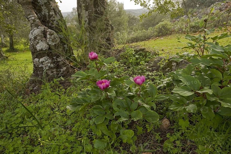 Flowering Western Peony
